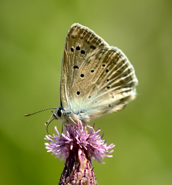 Lycaenidae da Id. - Polyommatus (Meleageria) daphnis